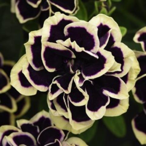 Petunia Midnight Gold, very dark double with cream-colored edges
