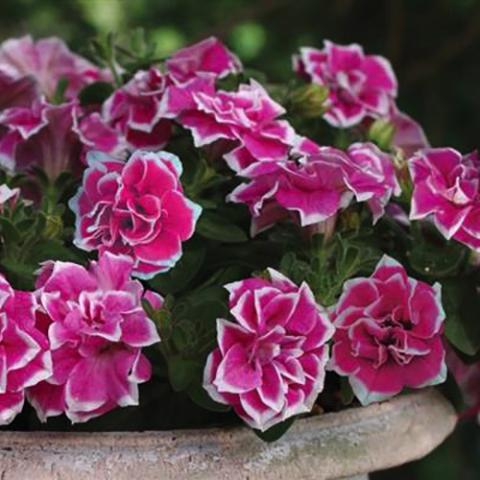 Petunia Pink Diamond, dark pink double petunias with white picotee edges