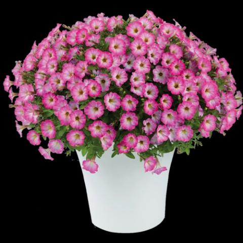 Petunia Littletunia Pink Frills, small pink petunias with white eyes