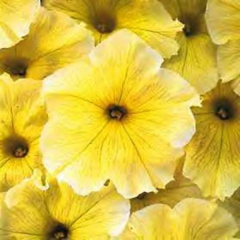Petunia Prism Sunshine, yelow petunias with lighter yellow edge