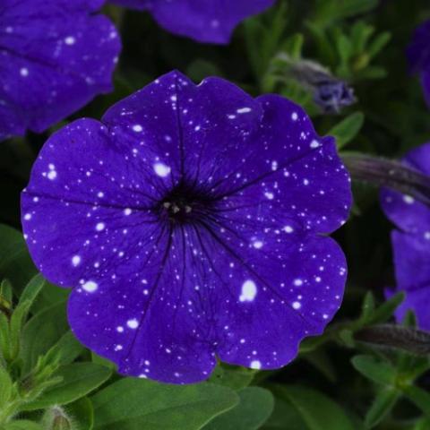 Petunia Splashdance Bolero Blue, blue-purple with white flecks like night stars