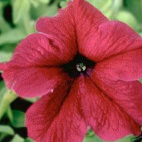 Petunia 'Supercascade Burgundy', dark red petunia