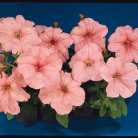 Petunia 'Supercascade Salmon', salmon-pink petunias