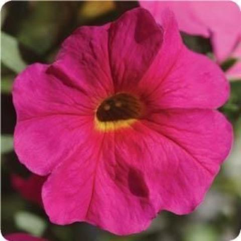 Petunia SuperCal Neon Rose