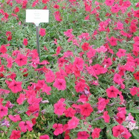 Petunia Tidal Wave Cherry, cherry magenta petunias