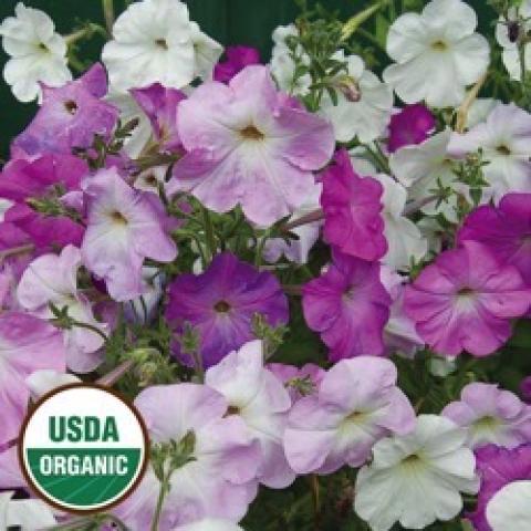 Vining petunias, colors ranging from white to pink to violet