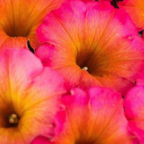 Petunia Crazytunia Mayan Sunset, orange centers ombre to bright pink