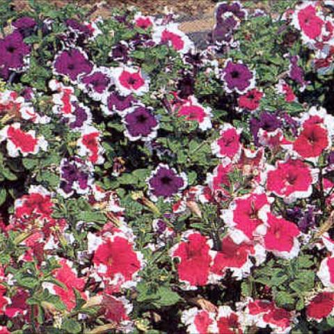 Petunia 'Hula Hoop Rose', magenta petunias with white edges