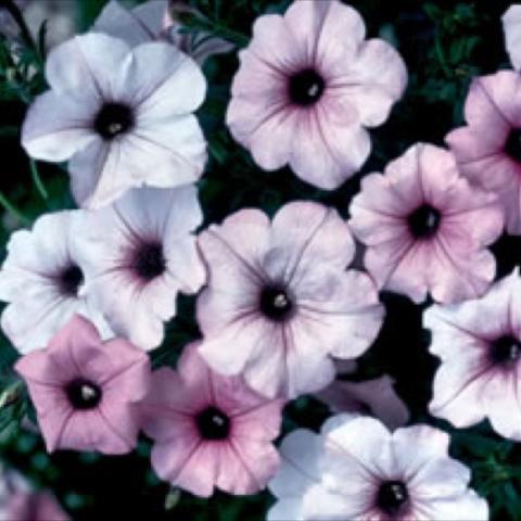 Petunia 'Tidal Wave Silver', lavender to white blooms