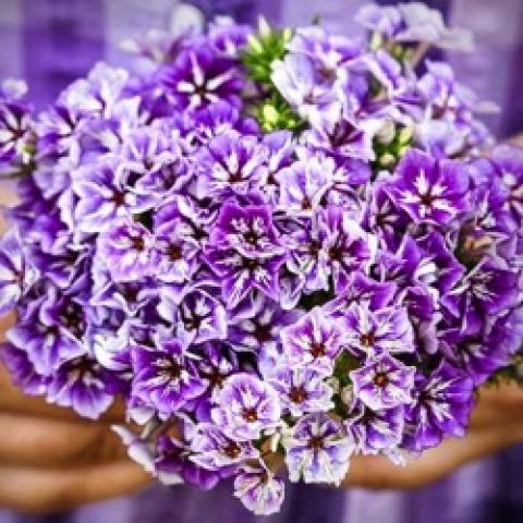 Phlox Sugar Stars, blue-lavender and purple flat-faced flowers