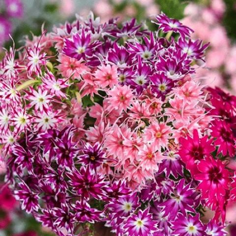 Phlox Twinkle Mix, starry flowers in purples, magenta, pinks