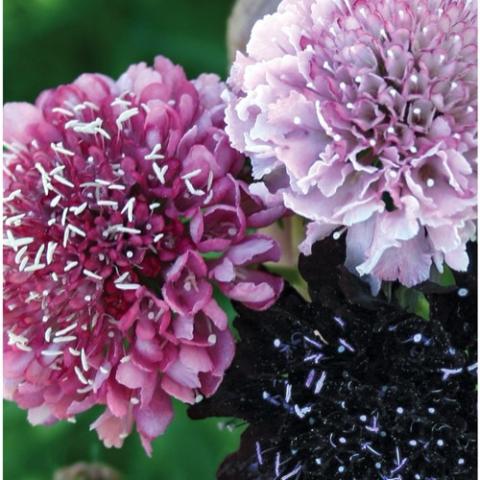 Scabiosa Summer Fruits, dense flowers in shades of purple