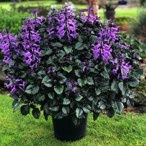 Plectranthus Velvet Diva, dark green-black leaves and violet flowers