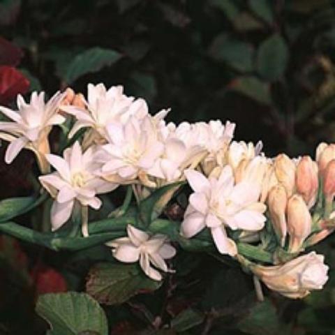 Double flowered tuberose, slightly pink