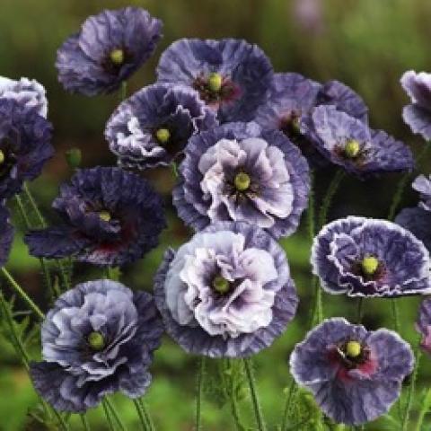 Amazing Grey poppy, purple to white double flowers