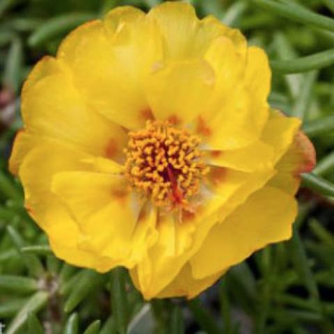 Portulaca Sundial Yellow, gold with darker center