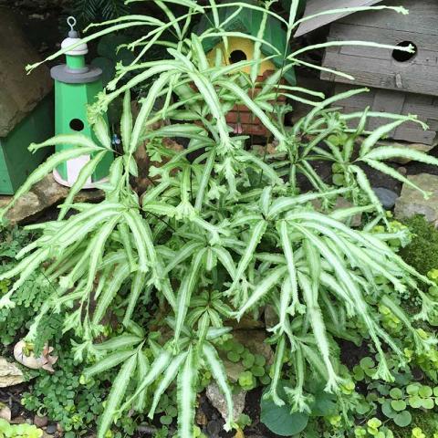 Pteris mayi, light green with slightly darker green edge, irregular shaped leaves