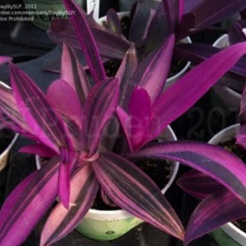 Tradescantia Variegated Purpleheart, pink and purple striped plant