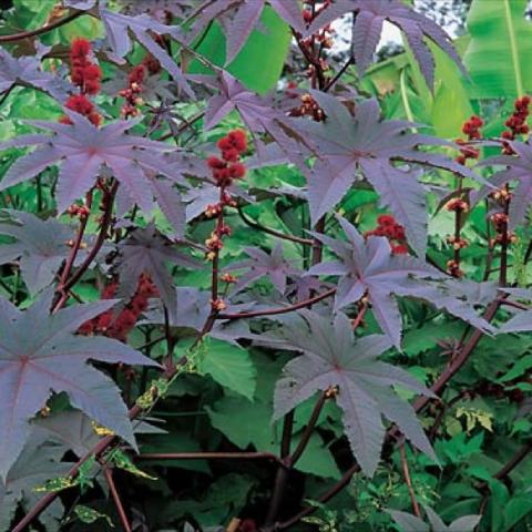 Ricinus 'Carmensita', huge, pointed red-purple leaves
