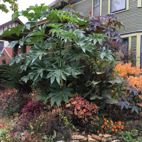 Ricinus 'Zanzibar', giant plant with green pointed leaves