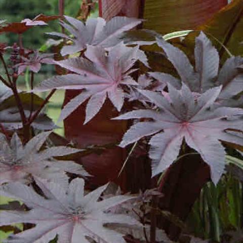 Ricinus 'New Zealand', huge red-purple pointed leaves