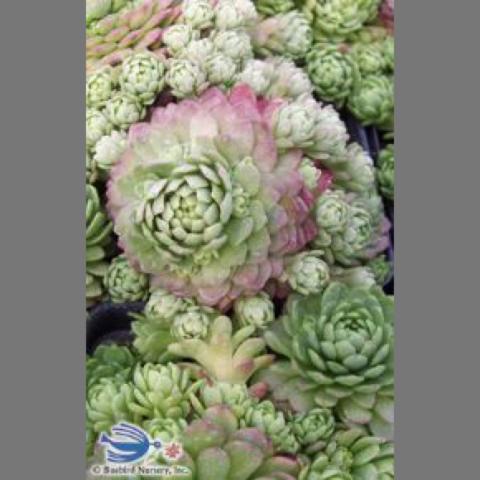 Rosularia serpentinica, rosettes with pink tinges