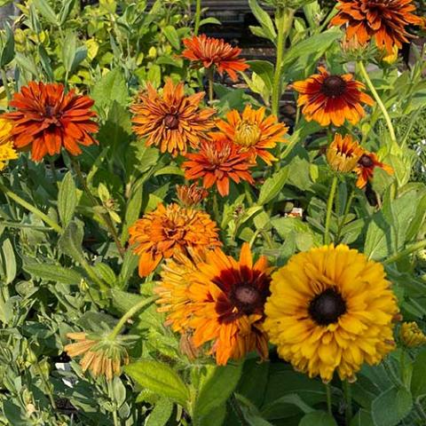 Rudbeckia Cherokee Sunset, double gold to orange daisies with brown eyes