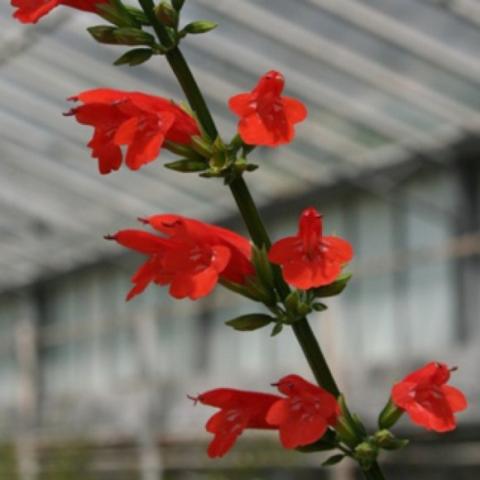 Salvia subrotunda, bright red trumpets on upright stems