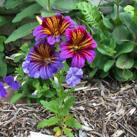 Salpiglossis Royale Mix, striped flowers in purple shades