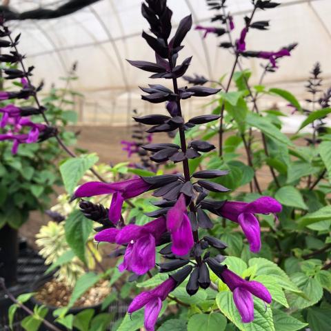Salvia Bodacious Smokey Jazz, red-violet flowers on vertical spikes, dark stems and bracts