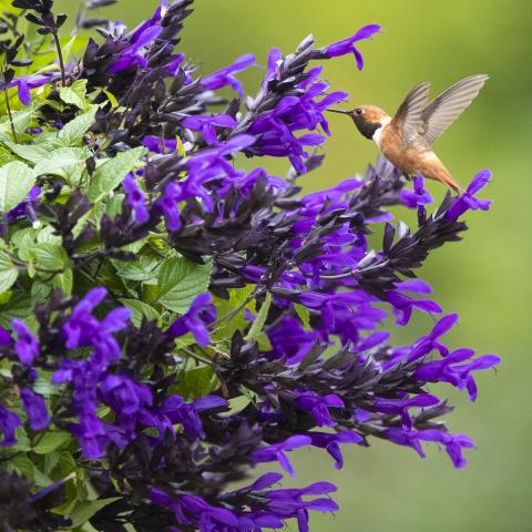 Salvia Hummingbird Falls, horizontally oriented salvia plant with purple flowers, hummingbird feeding