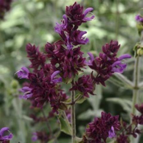 Salvia Lancelot, slivery leaves and purple flower spikes