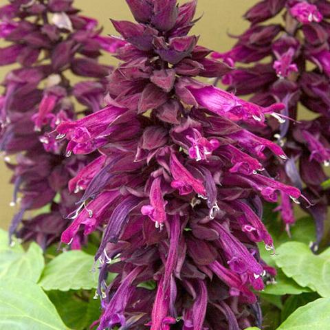 Salvia Lighthouse Purple, close up of red-purple flowers on tall stems