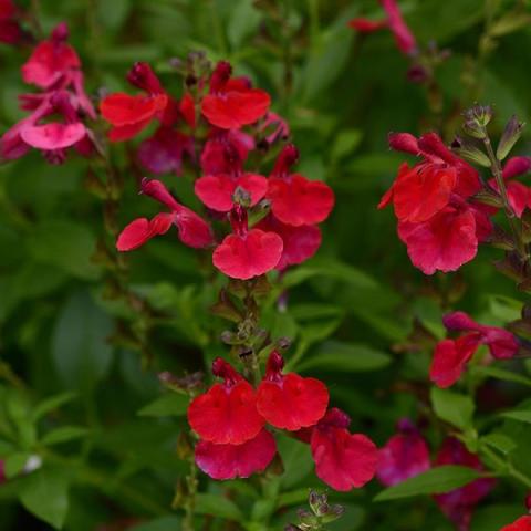 Salvia Mirage Cherry, bright cherry red small flowers