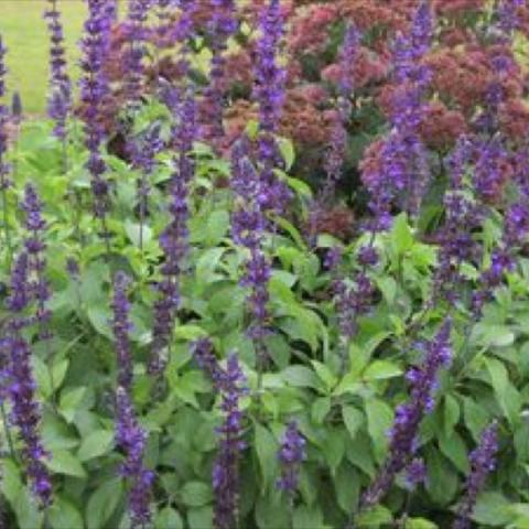 Salvia 'Mystic Spires Blue', blue spikes of flowers