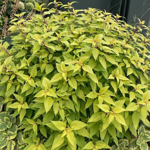 Salvia Rockin Golden Delicious, yellow-green long pointed leaves