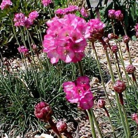 Armeria rubrifolia, strong magenta flowers, dark green grassy foliage