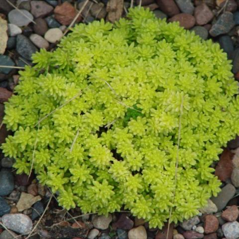 Sedum Tokyo Sun, bright yellow-green tiny succulent