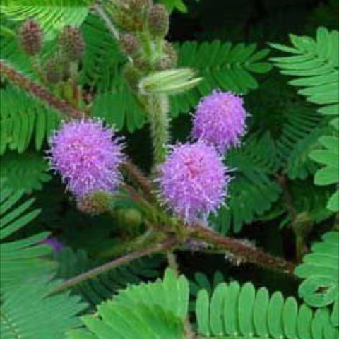 Mimosa pudica, lavender fuzzy flowers and very pinnate leaves