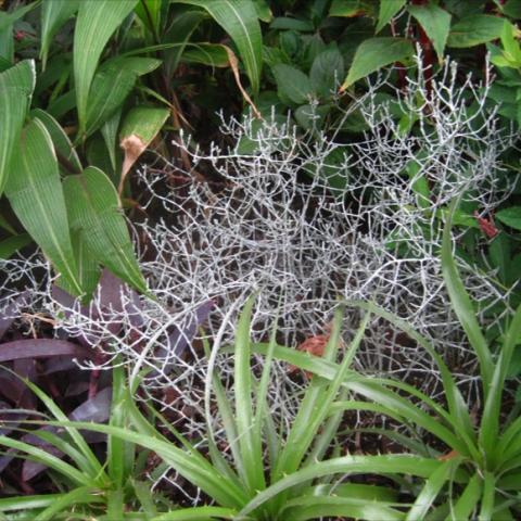 Calocephalus brownii, silver twigs
