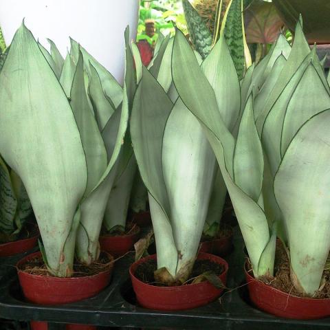 Sansevieria Moonshine, whitish green vertical sword-like leaves