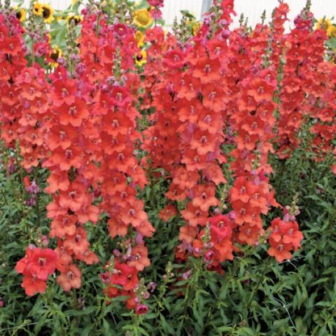 Snapdragon 'Chantilly Deep Orange', towers of dark orange flowers