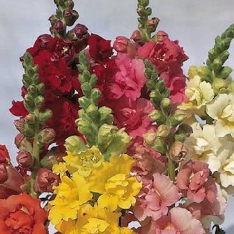 Snapdragon 'Madame Butterfly Mix', solid colors
