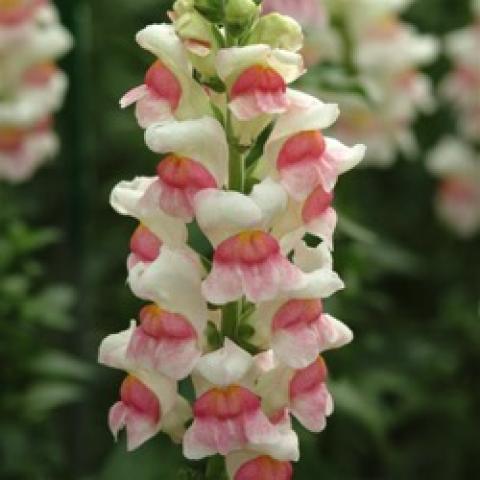 Snapdragon Potomac Appleblossom, white with pink tongues
