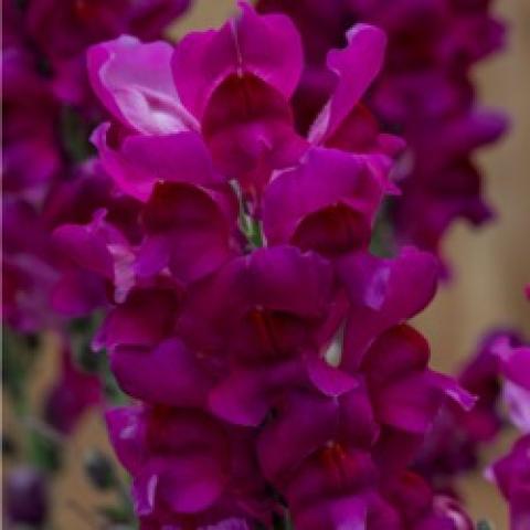 Speedy Sonnet Purple, purple flower spike close up