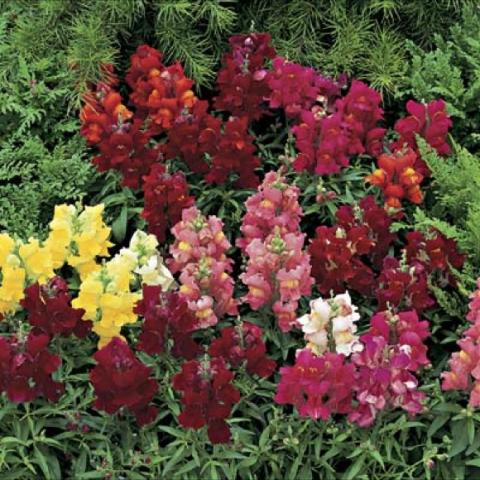 Snapdragon 'Chimes Mix'