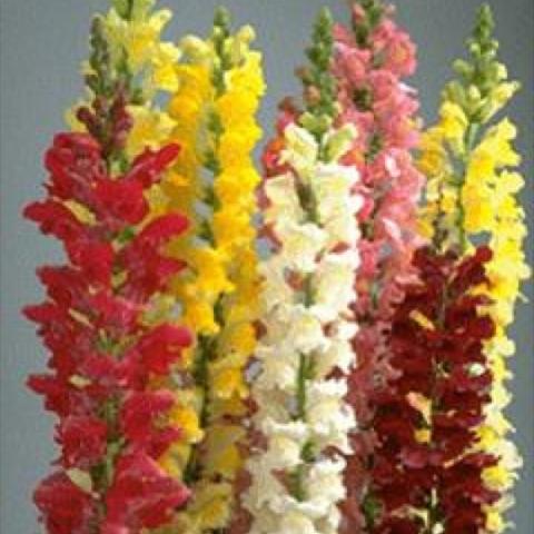 Snapdragon 'Rocket Mix'