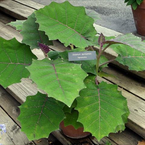 Solanum quitoense, flat green oak-like leaves