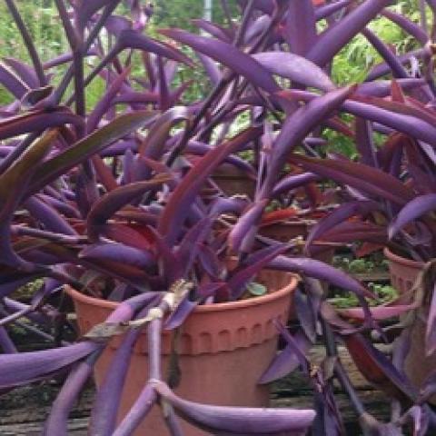 Tradescantia Purpleheart, purple trailing plant, leaf and stem