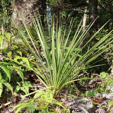 One large green spike plant growing in the grown, sword-like green leaves from a central area